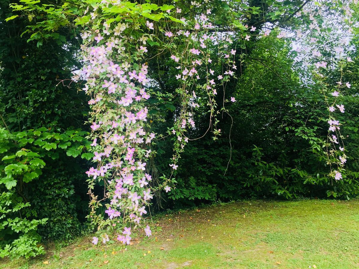 Larchmount House Bed & Breakfast Londonderry