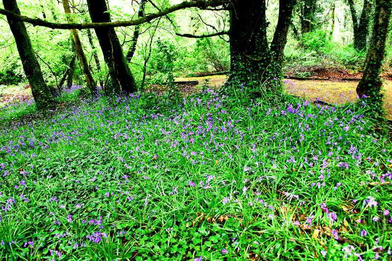 Beech Hill Londonderry