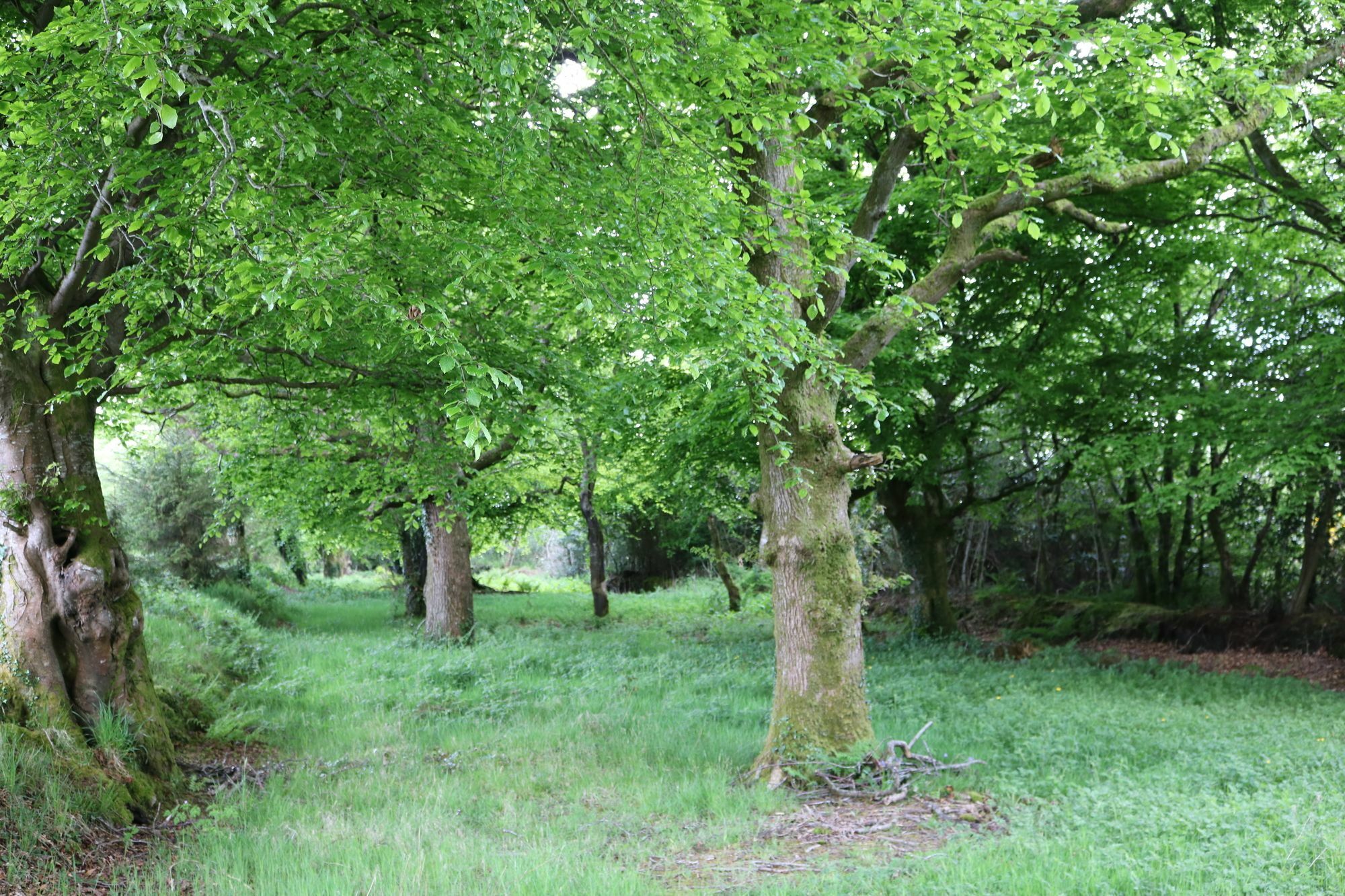 Five Oaks Bed & Breakfast 3*